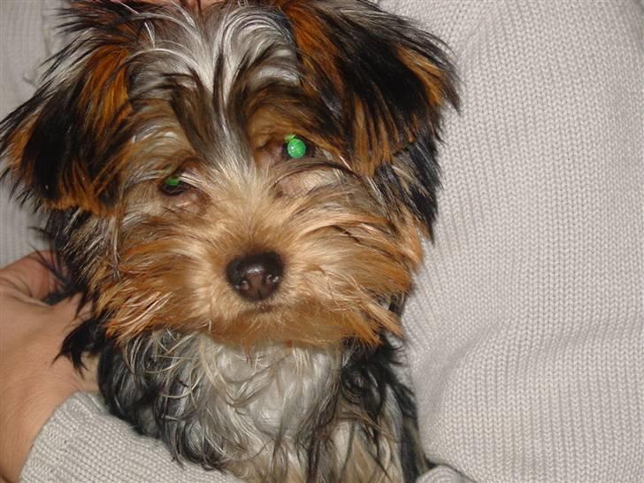 Yorkshire terrier Mia - Mia 3 mdr. billede 4