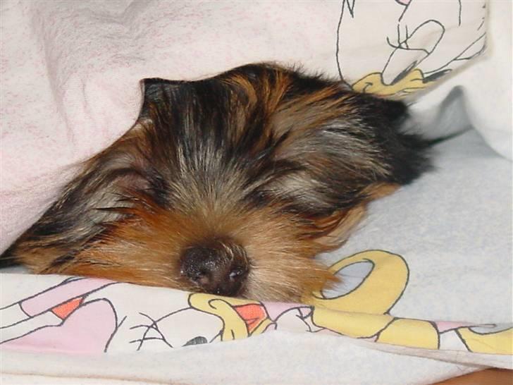 Yorkshire terrier Mia - Mia 10 uger billede 5