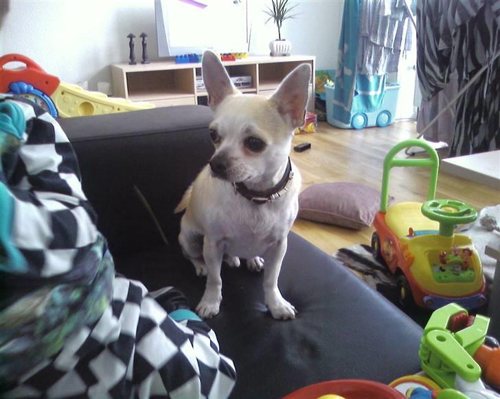 Chihuahua Taz billede 11