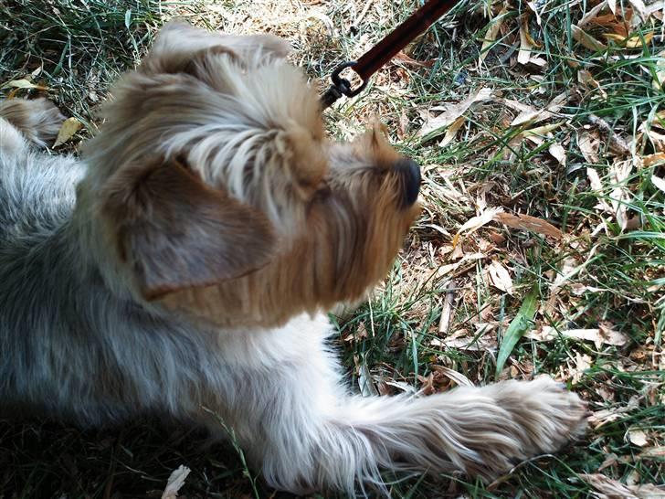 Yorkshire terrier Mia - Mia sommerklippet 2006 billede 6