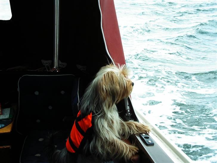 Yorkshire terrier Mia - Mia skibshund billede 7