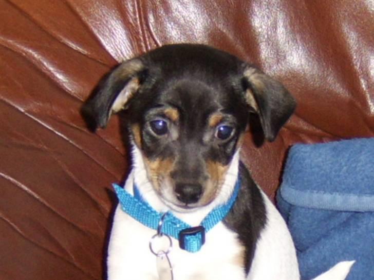 Dansk svensk gaardhund Idefix - Da jeg var hvalp billede 7
