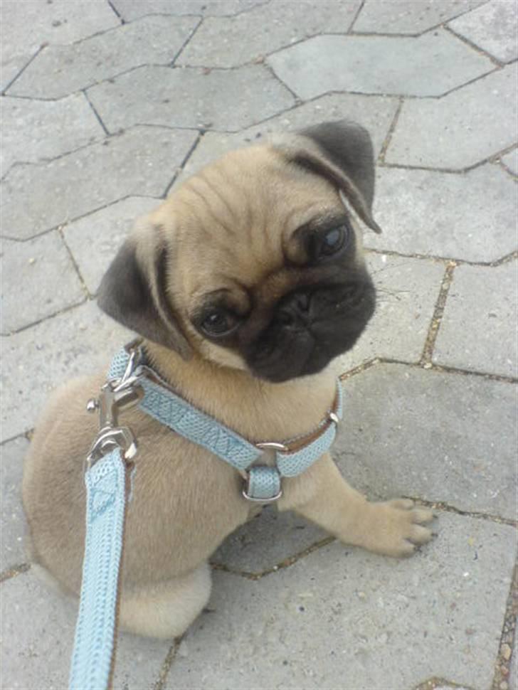 Mops BOB - Bob er ikke så god til at gå snor endnu:-) billede 1