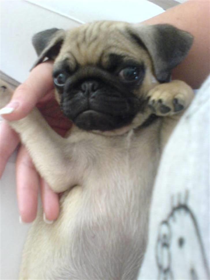 Mops BOB - Bob elsker at ligge og hygge billede 2