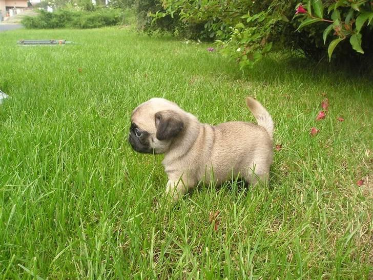 Mops BOB - Bob i haven billede 3