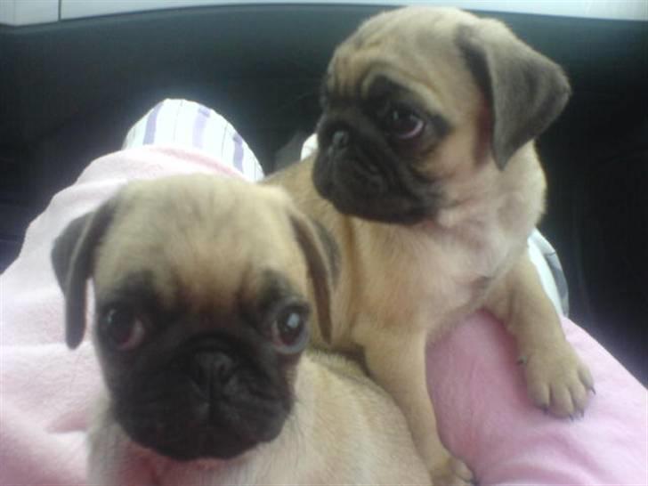 Mops BOB - Bob med hans søster Malou billede 5