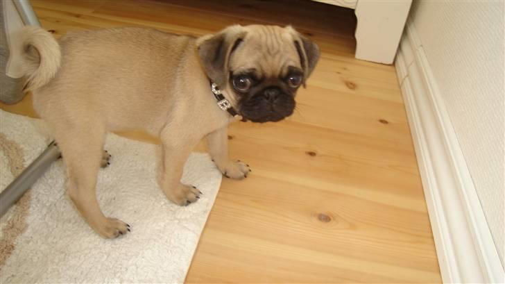 Mops BOB - Se mit fine halsbånd:-) billede 6