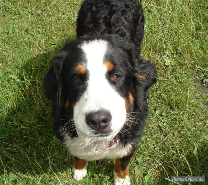Berner sennenhund Balou billede 17