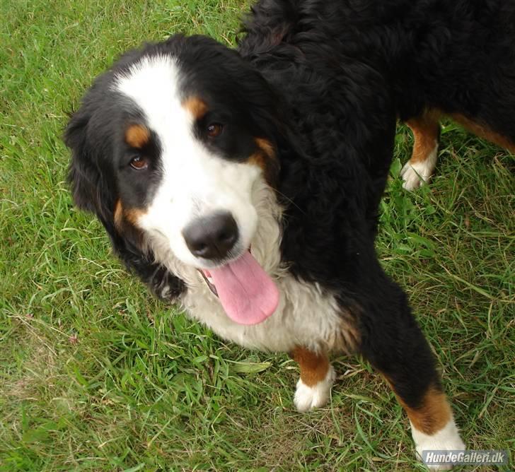 Berner sennenhund Balou billede 18