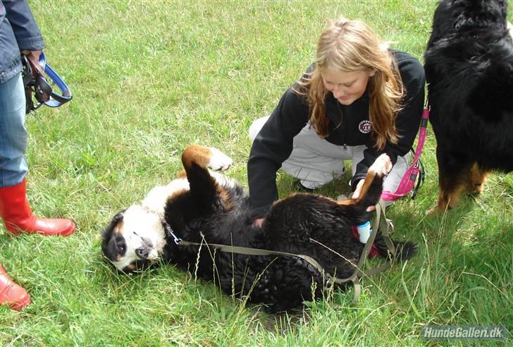 Berner sennenhund Balou billede 19