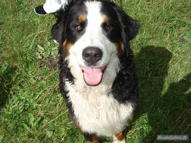 Berner sennenhund Balou billede 20