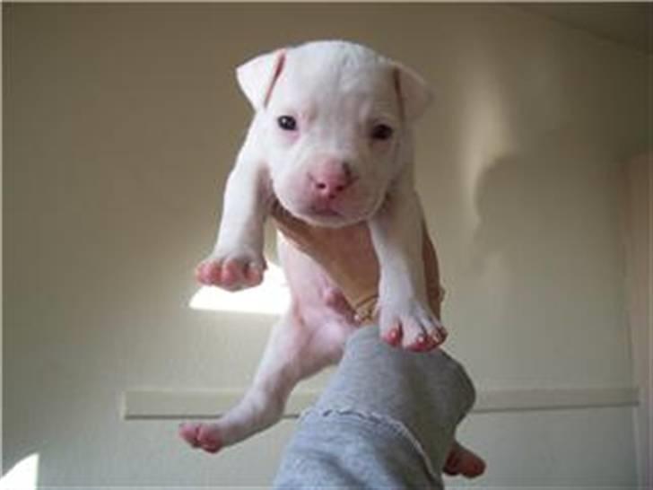 Amerikansk staffordshire terrier Chico billede 6