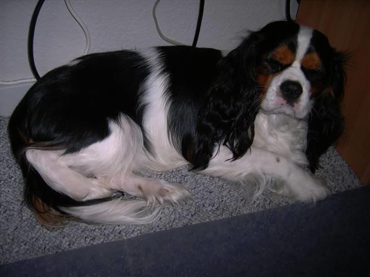 Cavalier king charles spaniel Townfield's Tony-Skott billede 10