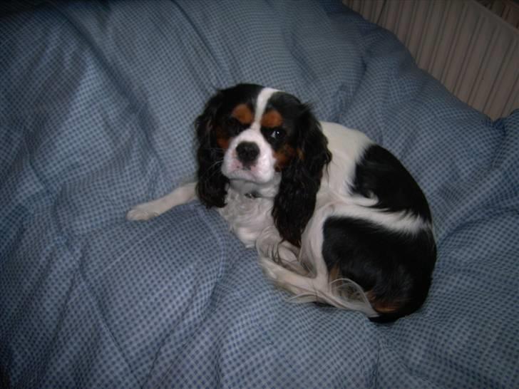 Cavalier king charles spaniel Townfield's Tony-Skott billede 11