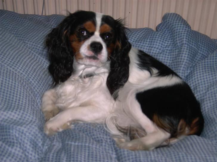 Cavalier king charles spaniel Townfield's Tony-Skott billede 12