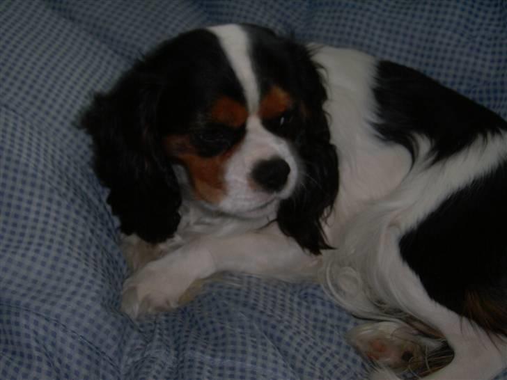 Cavalier king charles spaniel Townfield's Tony-Skott billede 13