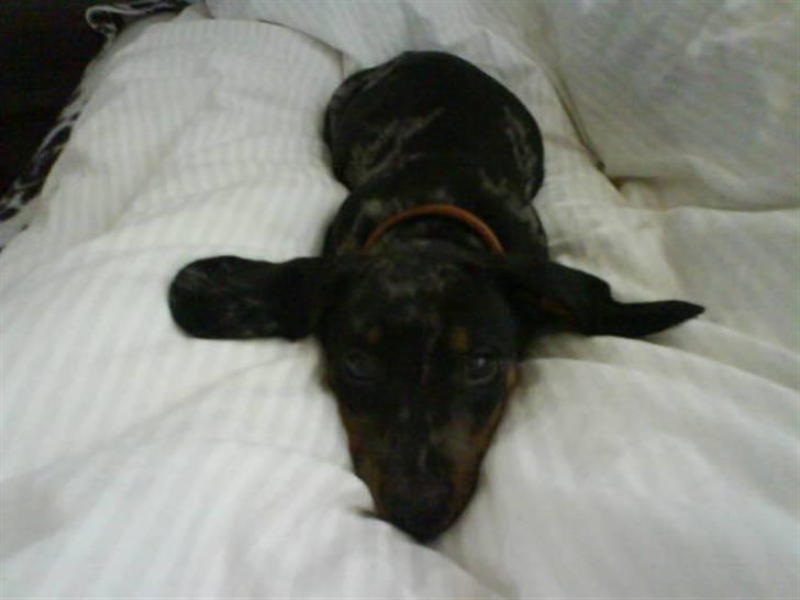 Gravhund blackie - nøj hvor er det hårdt at leje så meget billede 1