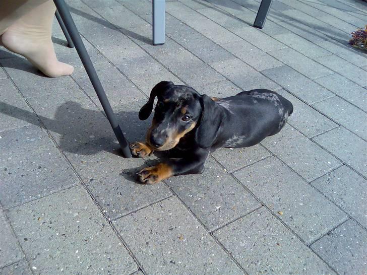 Gravhund blackie billede 2