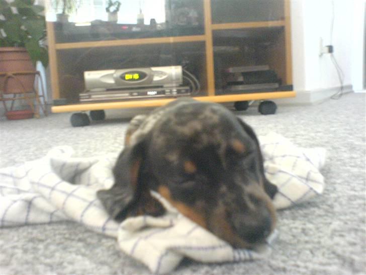 Gravhund blackie - er lige kommet til mit nye hjem og hvor er jeg træt billede 3