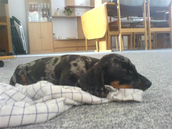 Gravhund blackie billede 4