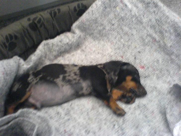 Gravhund blackie billede 5