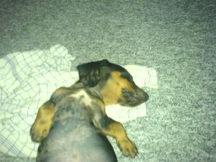 Gravhund blackie billede 6