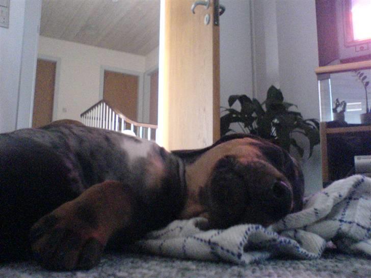 Gravhund blackie billede 7