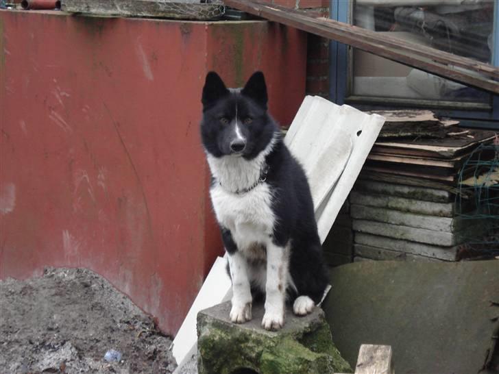 Karelsk bjørnehund Timber - Sidder rigtig pænt for fotografen billede 6