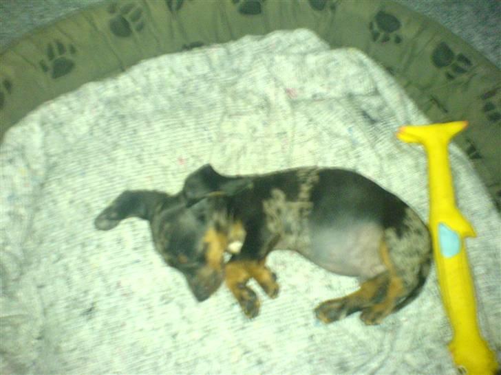 Gravhund blackie billede 8