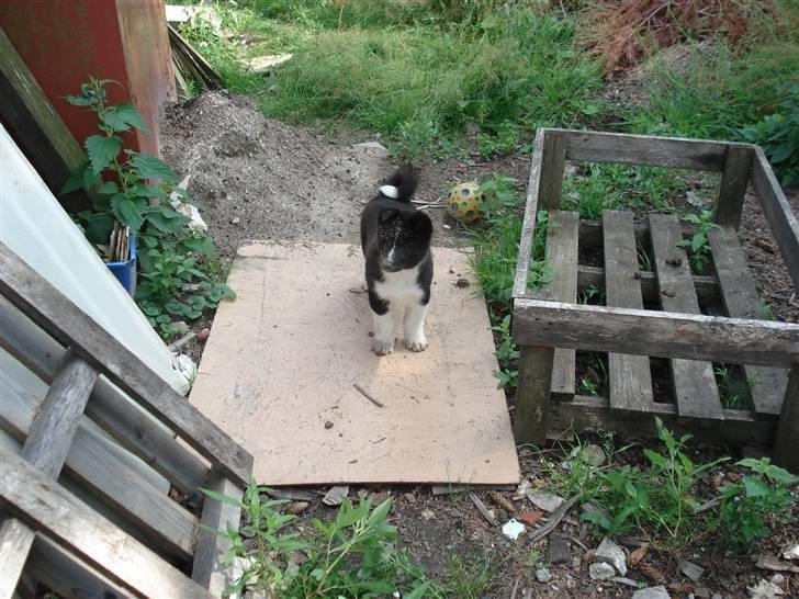 Karelsk bjørnehund Timber - hundegården efterforskes billede 7