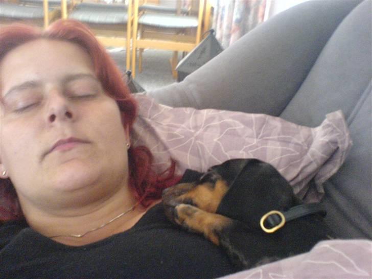 Gravhund blackie billede 9