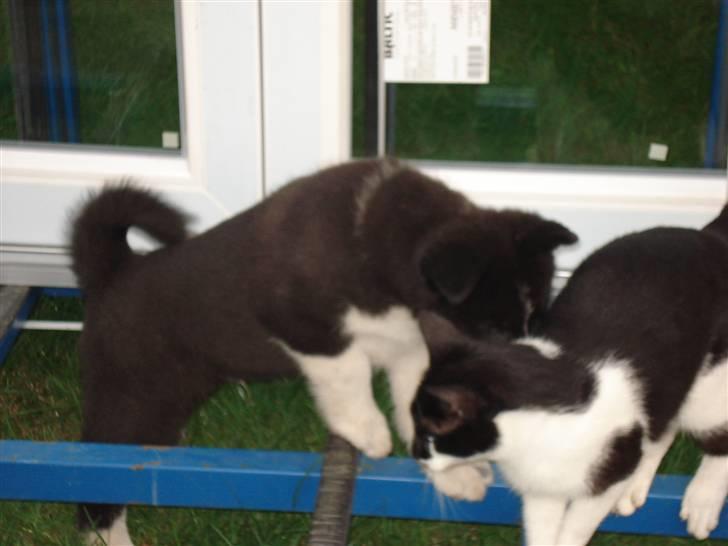 Karelsk bjørnehund Timber - Charlie ( katten) er bare sød!!! billede 8