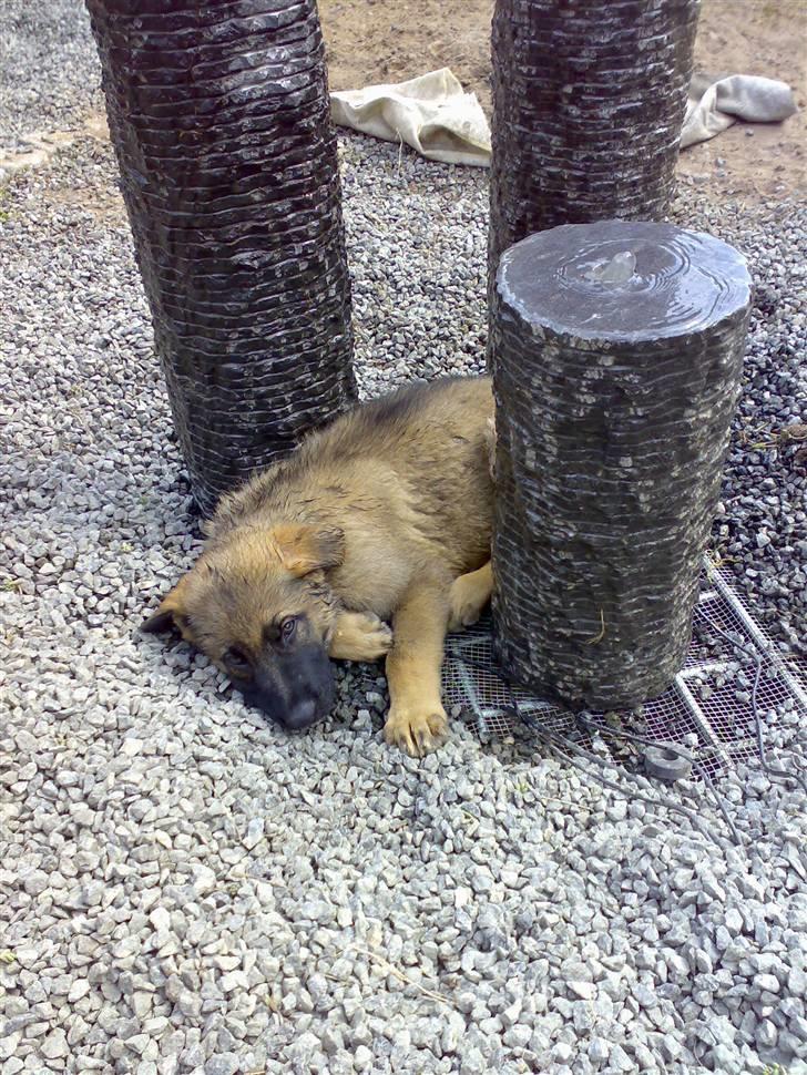 Schæferhund Bayogi`s Lobo R.I.P. (2012) - Her ligger jeg på mit nye ynglingssted :-) billede 1