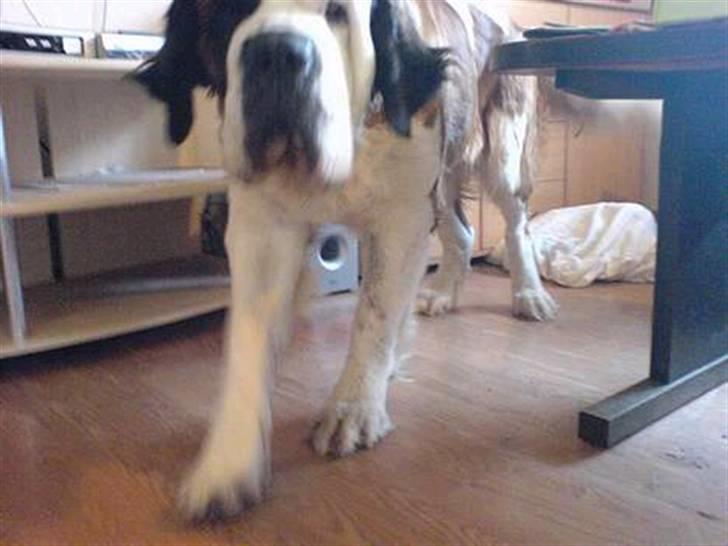 Sankt bernhardshund Ines billede 1