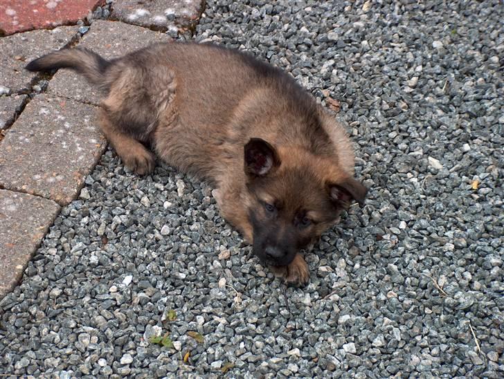 Schæferhund Bayogi`s Lobo R.I.P. (2012) - Man bliver helt dvask af at ligge i solen :-) billede 7