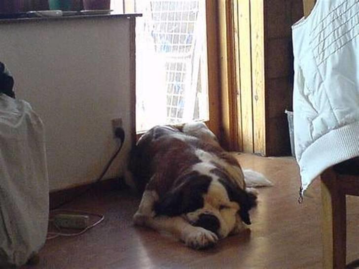 Sankt bernhardshund Ines billede 2