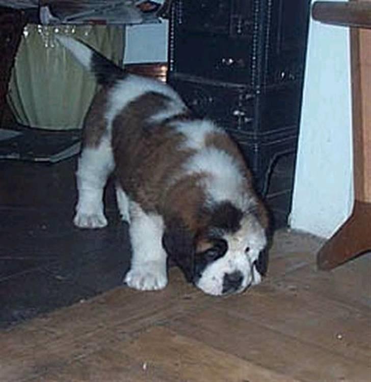 Sankt bernhardshund Ines billede 3