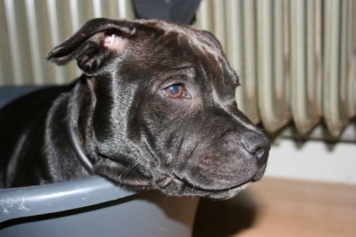 Staffordshire bull terrier Spike billede 1