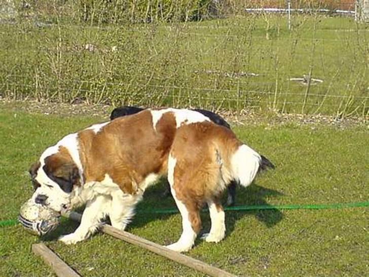 Sankt bernhardshund Ines billede 4