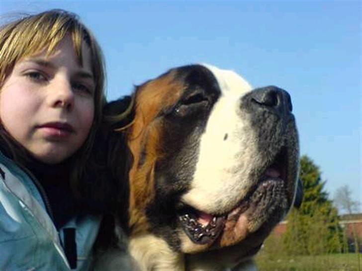 Sankt bernhardshund Ines billede 5