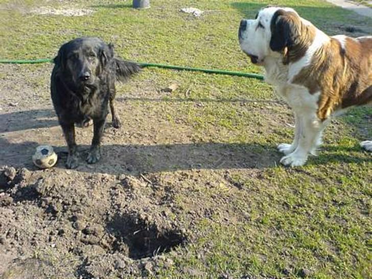 Sankt bernhardshund Ines billede 6