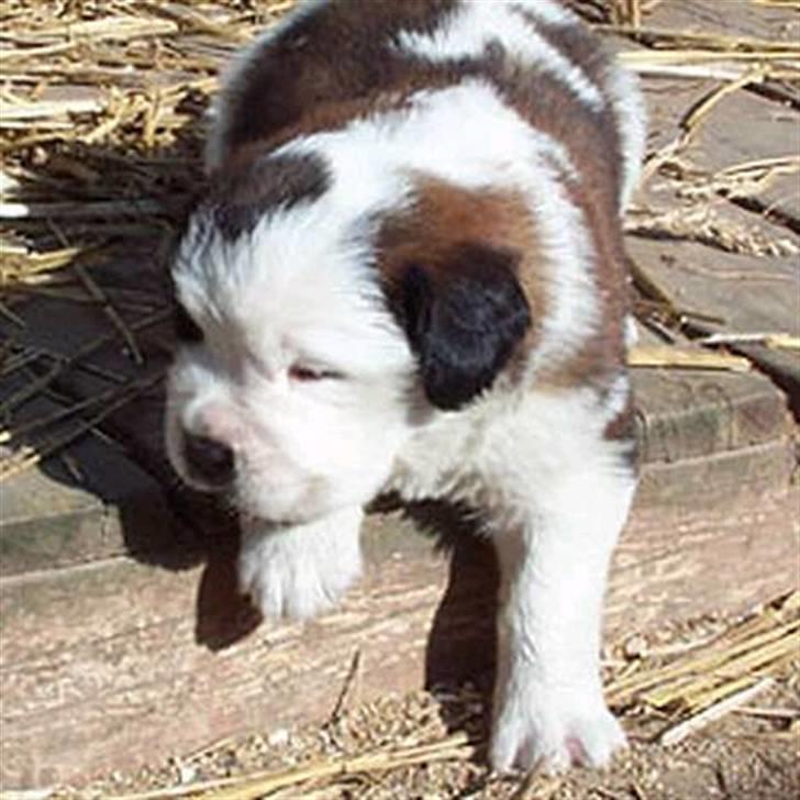 Sankt bernhardshund Ines billede 7