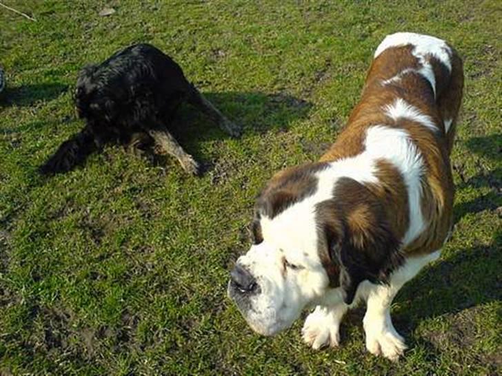 Sankt bernhardshund Ines billede 8