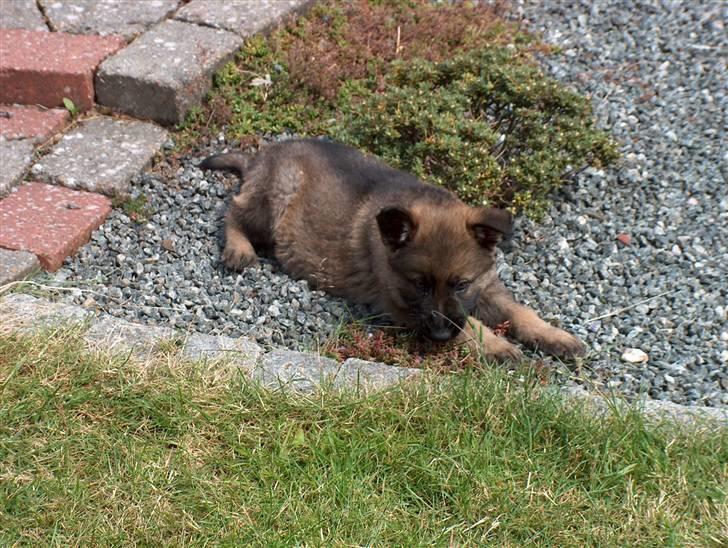 Schæferhund Bayogi`s Lobo R.I.P. (2012) - Blomsterne lugter dejligt.. billede 8