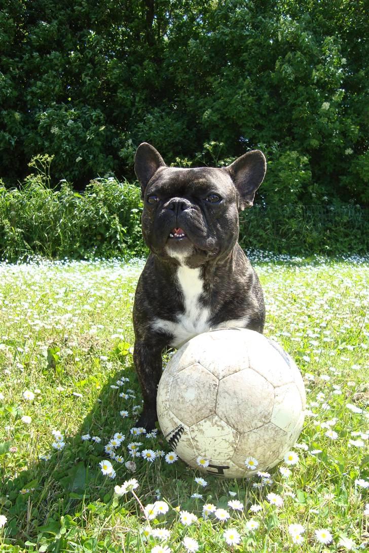 Fransk bulldog Joey billede 11