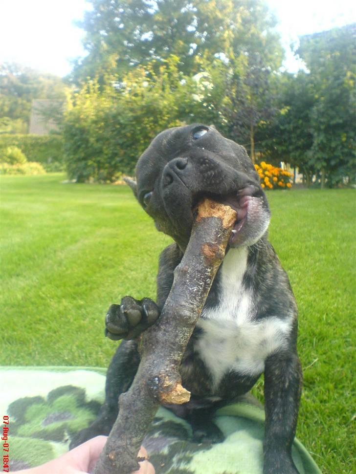 Fransk bulldog Joey - Nam nam, min yndlingpind i haven..:) billede 12