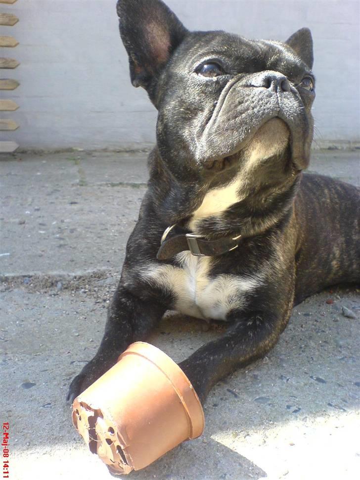 Fransk bulldog Joey - Nyder sommersolen :) D. 12-05-08 billede 14