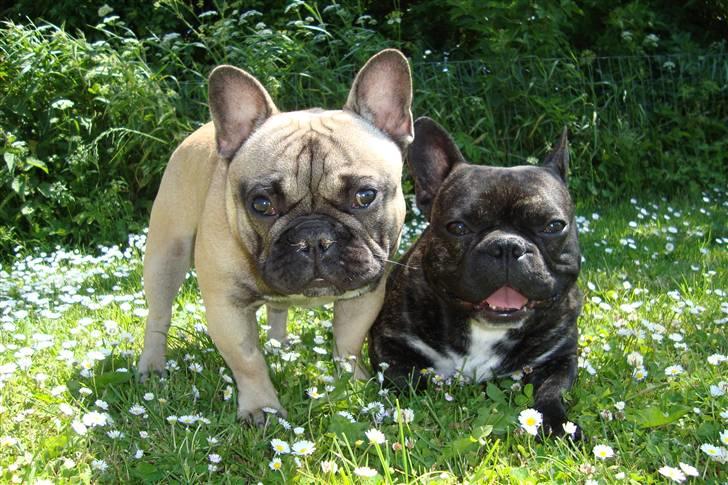 Fransk bulldog Joey billede 15