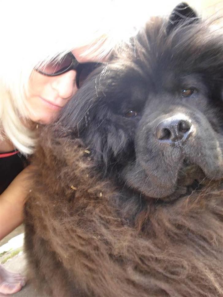 Chow chow Oscar - Mor & Oscar en varm dag i april ´o9 billede 14