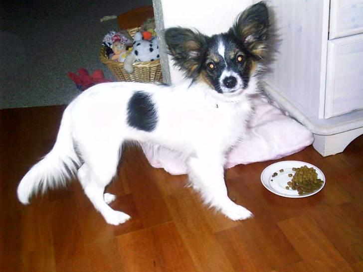 Papillon Chanel - Chanel - 19 uger billede 6